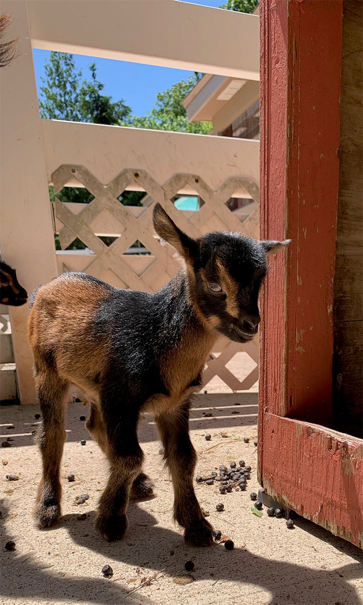 Miller Park Zoo Baby Goats 2.png
